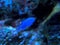 Blue Sea Fish on Blurred Coral Reef Background