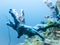 A blue sea sponge of fantastic color and shape on an underwater coral reef at the bottom of the Indian Ocean