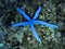 Blue sea star underwater