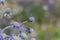 Blue sea thistle flower / sea holly