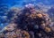 Blue sea water landscape with coral reef. Young coral formation with seaweed.