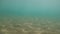 Blue sea water sunny refractions on sandy bottom, underwater loop-ready background