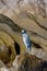 Blue seabird on rocks