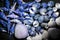 Blue seashells. Creative art using nature. Close-up nature background image