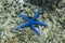 Blue seastar close up picture