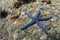 Blue seastar (linckia laevigata) at Lipe island