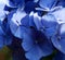 Blue sepals of Hydrangea macrophylla flowers