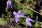 Blue `Serbian Bellflower` - Campanula Poscharskyana