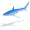 Blue shark