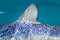 Blue Shark Dorsal Fin Underwater