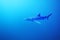 The blue shark Prionace glauca in the ocean blue.Great blue shark in the open ocean