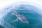 Blue Shark Swimming in the Atlantic Ocean