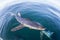 Blue Shark Swimming in Calm Water