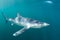 Blue Shark Swimming in Sunlit Waters