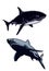 Blue sharks. Color set of two sharks isolated on white, hand drawn great white shark