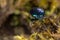 Blue shieldbug (Zicrona caerulea) head on