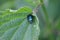 Blue Shieldbug (Zicrona caerulea) at rest on leaf