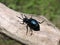 Blue shining bug on old tree, Lithuania