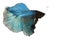 Blue Siamese fighting fish