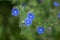 Blue Siberian Bugloss Flower