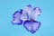 Blue Siberian iris on baackground