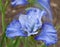 Blue Siberian iris,spiral background