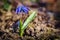 Blue siberian squill flower growing in a garden