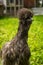 Blue Silkie Chicken