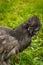 Blue Silkie Chicken