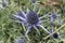 Blue-silver `Mediterranean Sea Holly` plant - Eryngium Bourgatii