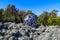 A blue and silver spherical aluminum sculpture in the garden surrounded by lush green plants and trees