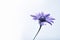 Blue single flower on white background