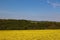 Blue skies over oil seed rape