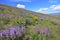 Blue skies shine over Horse Heaven Hills springtime blooms