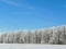 Blue sky above frost tipped winter trees