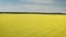 Blue sky above a mustard field in rural Idaho, USA. Yellow mustard field