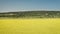 Blue sky above a mustard field in rural Idaho, USA. Yellow mustard field