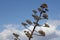 Blue sky above a nice tree in Greece Athens Landscape