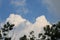 Blue sky against clouds with trees below