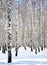 Blue sky in april birch grove