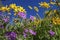 Blue sky with arnica wildflowers and geranium plants