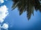 Blue sky background with clouds and branches of palm trees. Lanzarote, Canarias. Spain