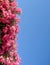 Blue sky background with vertical wreath of pink oleander flowers and leaves on the left side