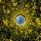 Blue sky ball surrounded by yellow rapessed flowers. Inversion of tiny planet transformation of spherical panorama 360 degrees.