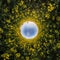 Blue sky ball surrounded by yellow rapessed flowers. Inversion of tiny planet transformation of spherical panorama 360 degrees.