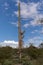 Blue Sky Behind Old 20 Foot Tall Saguaro