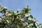 Blue sky and blossoming quince in May