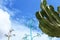 Blue sky and cactus landscape in Almeria