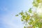 Blue sky with cloud closeup