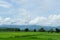 Blue sky and cloud with meadow tree. Plain landscape background